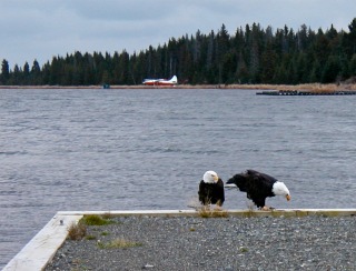 eagles lakeside cabin Homer Alaska